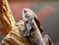 image of frilled_lizard