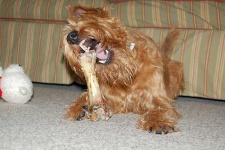 image of irish_terrier