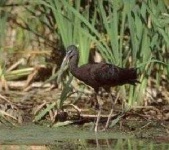image of ibis