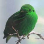image of bird