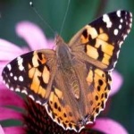 image of animal
