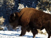image of bison