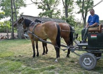 image of horse_cart #18