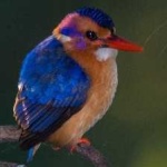 image of bird