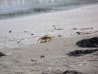 image of animal