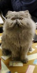 image of animal
