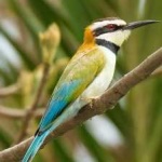 image of bird
