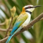 image of white_throated_bee_eater #31