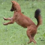 image of animal