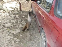 image of marmot