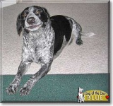 image of bluetick