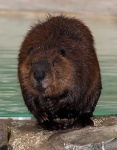 image of beaver