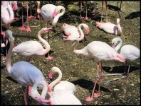 image of flamingo