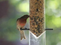 image of house_finch