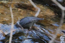 image of water_ouzel