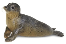 image of seal #26