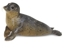 image of animal