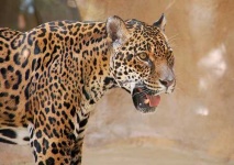 image of jaguar_car