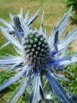 image of flower