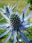 image of alpine_sea_holly #22