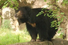 image of sloth_bear #13
