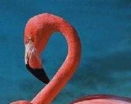 image of animal