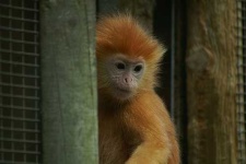 image of langur