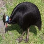 image of bird