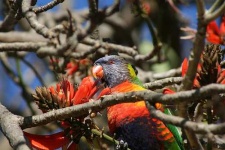 image of lorikeet
