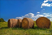 image of hay