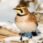 image of bird