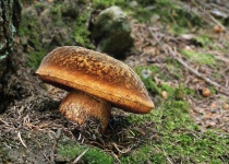image of mushrooms