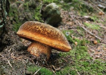 image of boletus #24