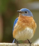image of bluebird