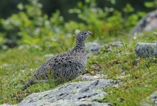 image of ptarmigan