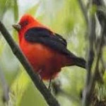 image of bird