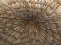 image of thatch