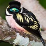 image of bird