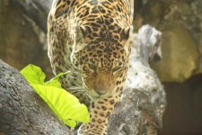 image of jaguar_car