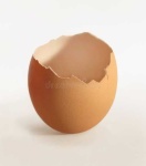image of egg_shell