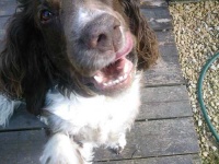 image of english_springer