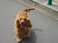 image of english_cocker_spaniel #32