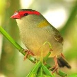 image of bird