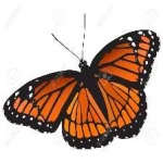 image of viceroy #27