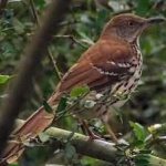 image of bird