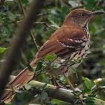 image of brown_thrasher #31