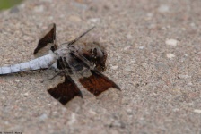 image of dragonfly