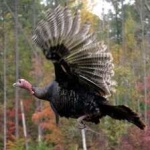 image of bird