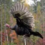 image of wild_turkey #14