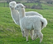 image of alpaca #7